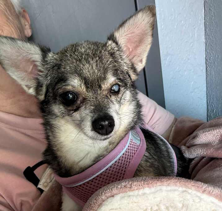 Photo of Prissy Cupid