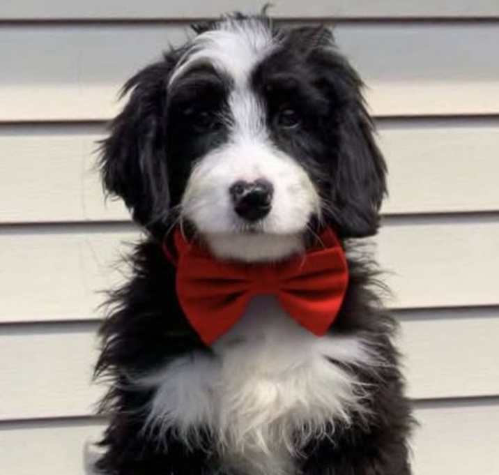 Photo of TASHA