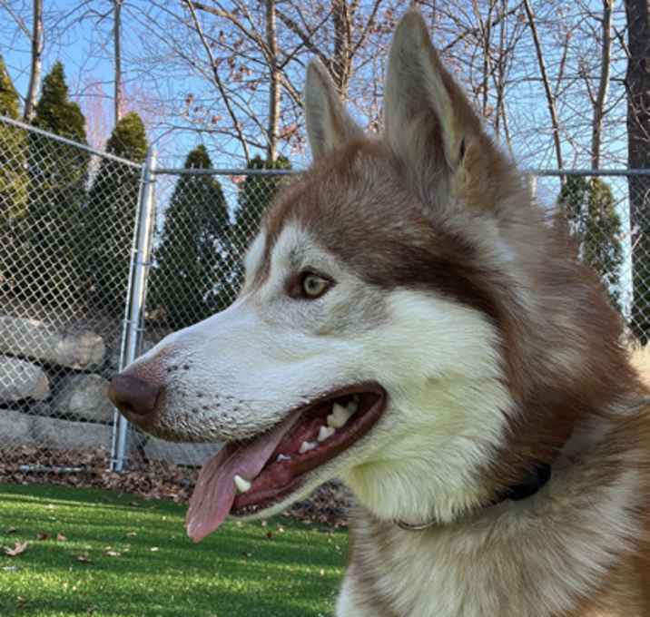 Photo of Barron-stray