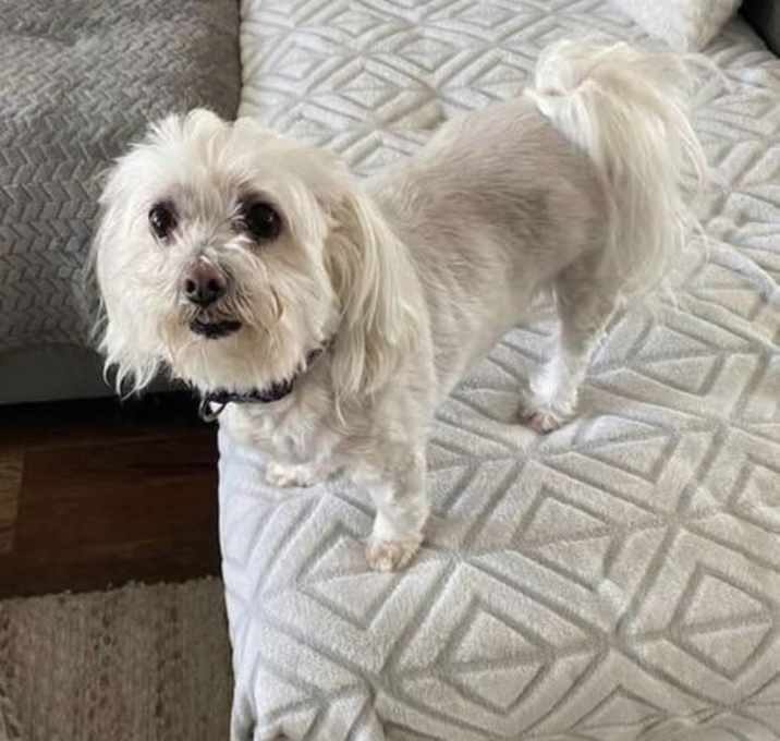 Photo of Luna