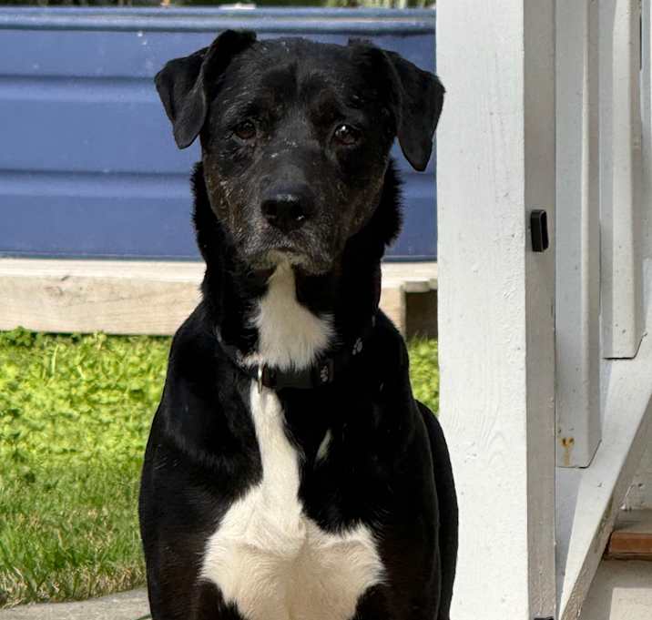 Photo of Dodge