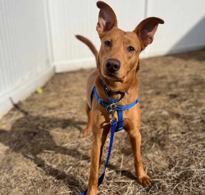 Photo of SCOOBY