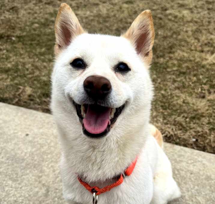 Photo of Suki