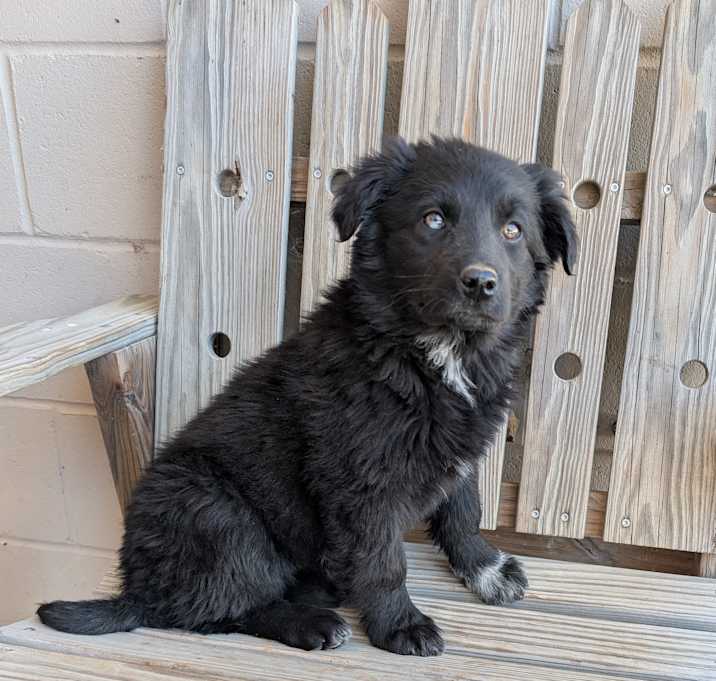 Photo of Gypsy