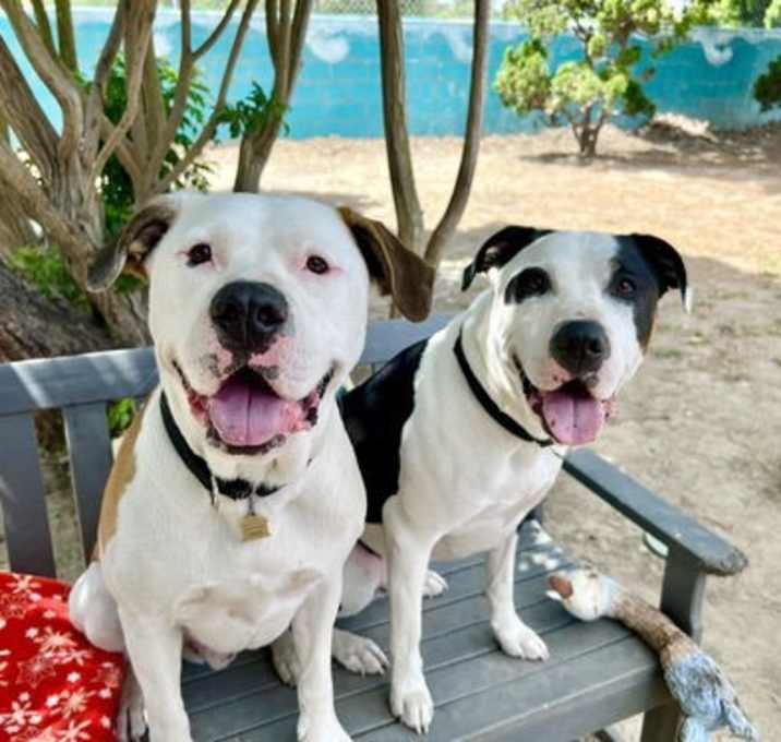 Photo of Bronson and Hardy