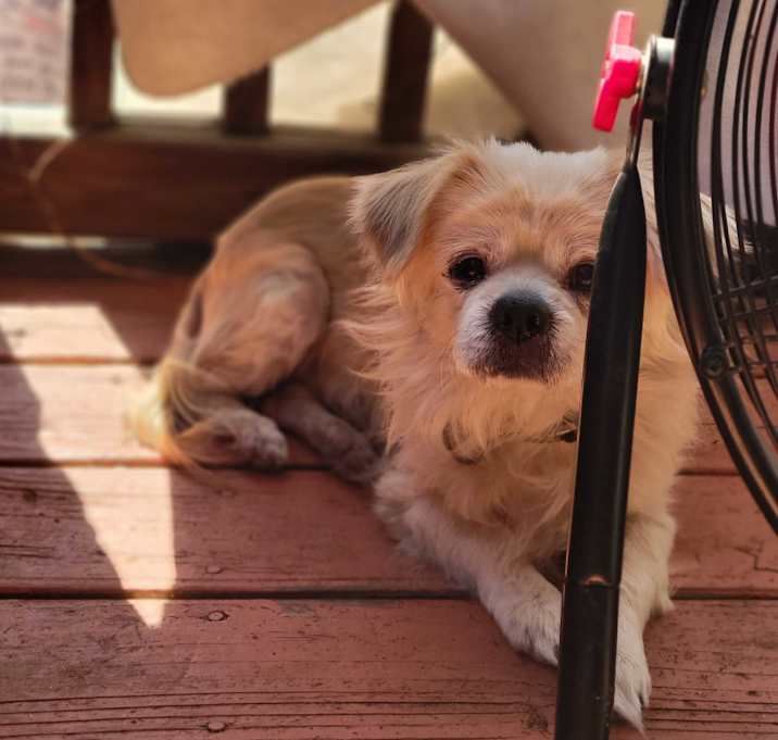 Photo of Rusty