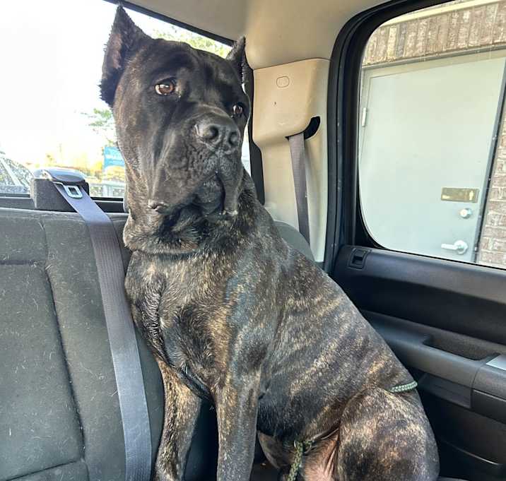Photo of Smokey