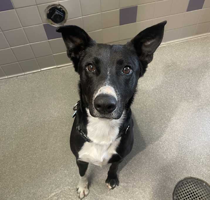 Photo of Scrappy
