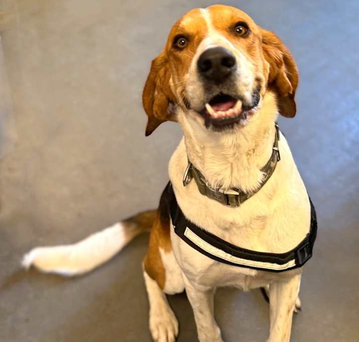 Photo of Biscuit
