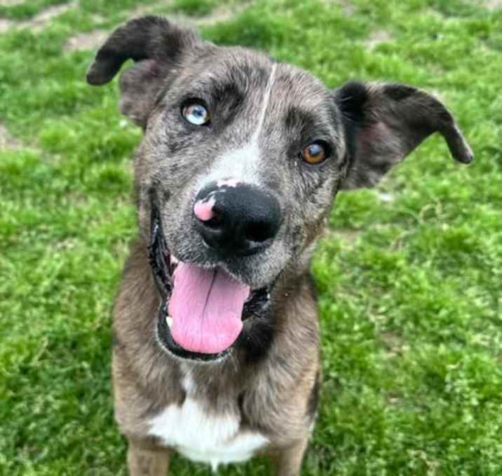 Photo of ROVER