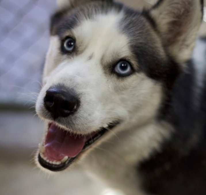 Photo of Bodhi