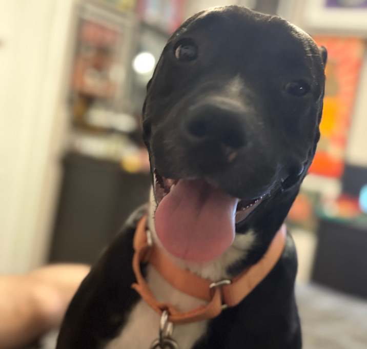 Photo of Sadie
