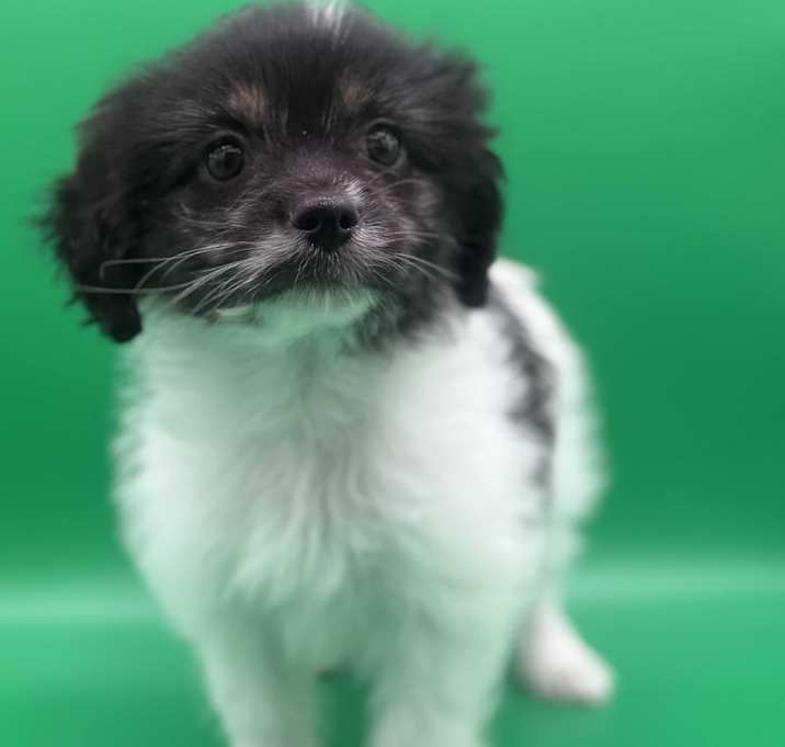 Photo of DAISY