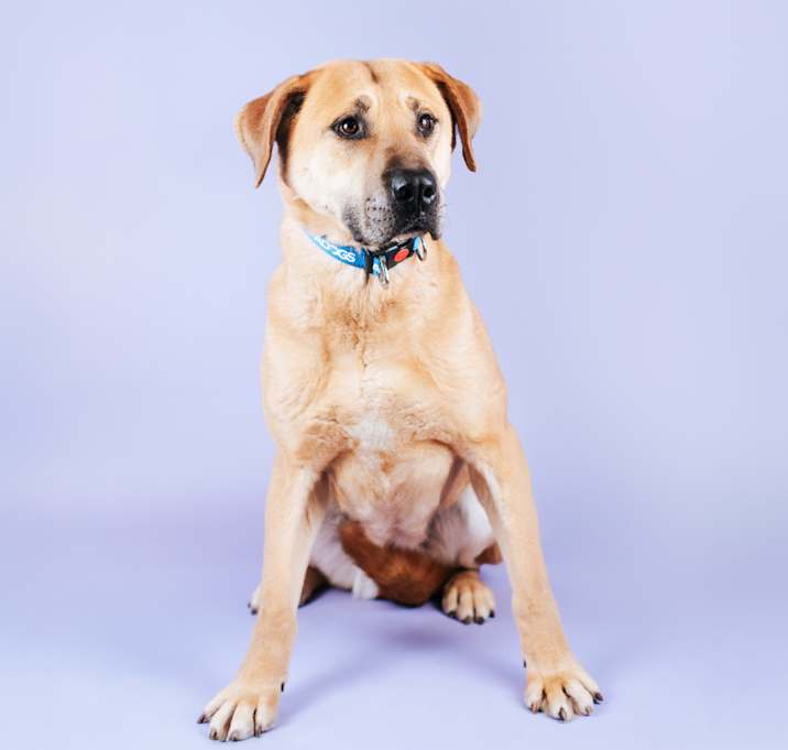 Photo of Stella