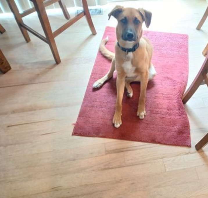 Photo of Scoobert
