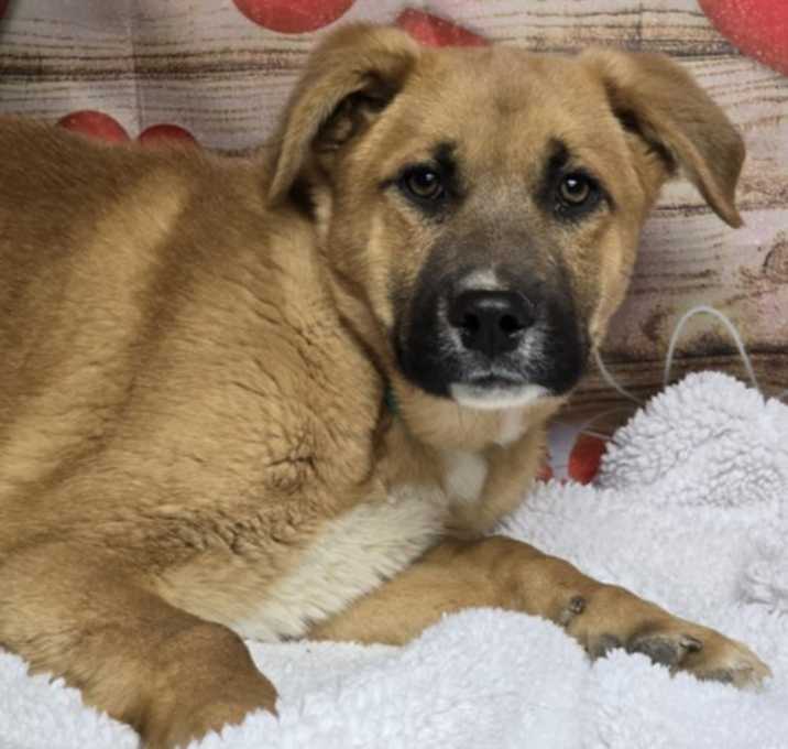 Photo of Scoobert