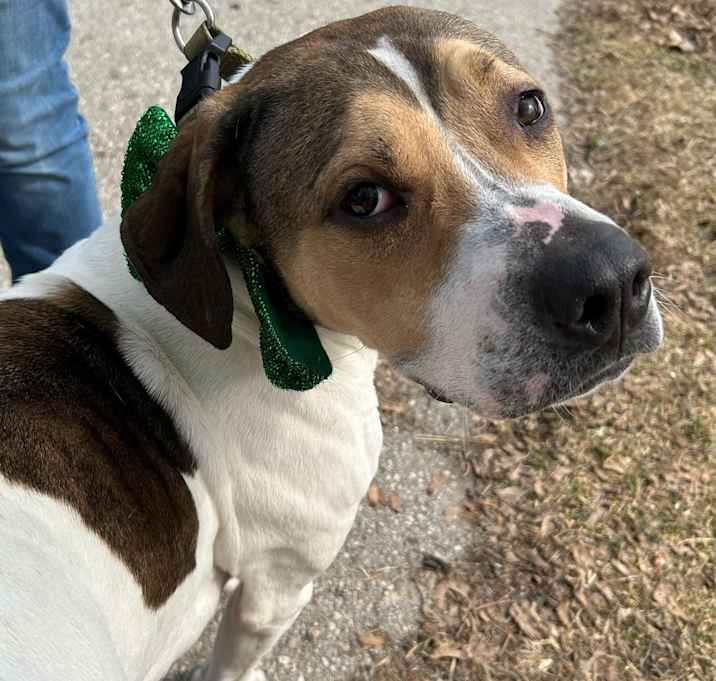 Photo of Pongo