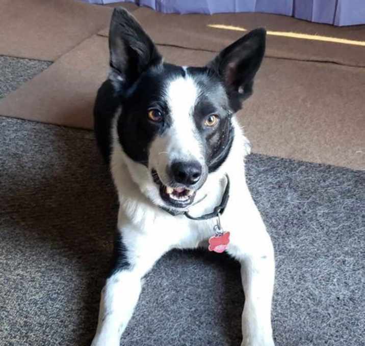 Photo of Petey