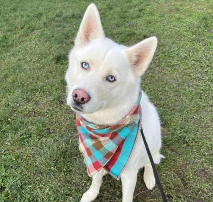 Photo of Koda