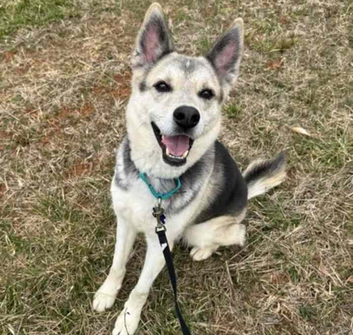 Photo of Hoagie