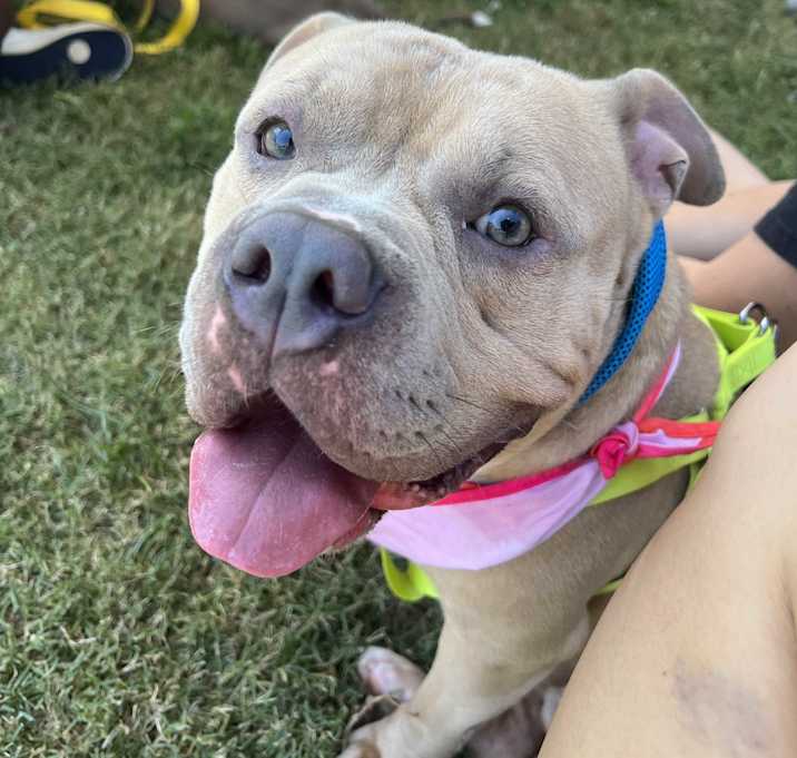 Photo of Gumbo (in foster)