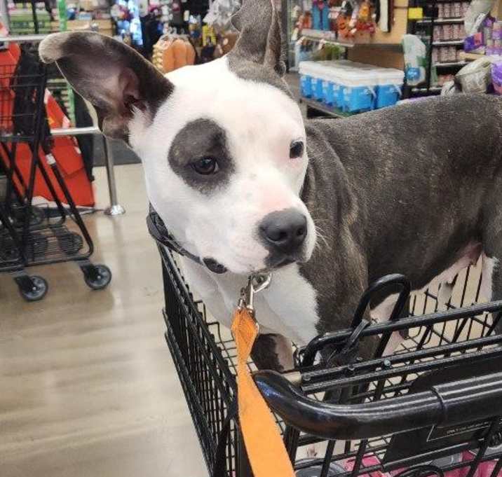 Photo of Ramona (in foster)