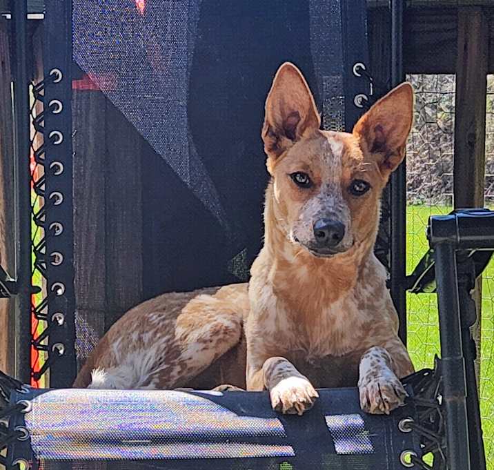Photo of Rue (Community Assist)