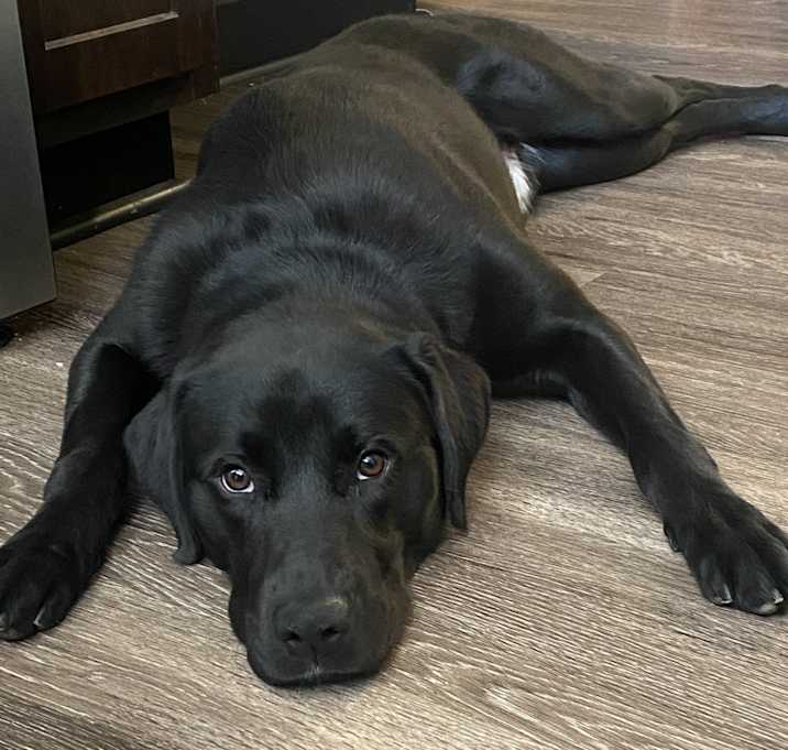 Photo of Deebo