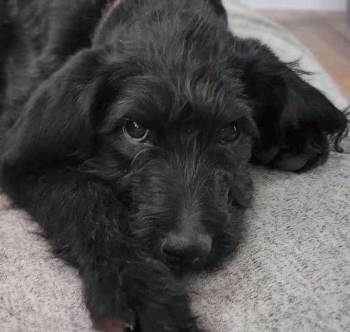 Photo of Doodles