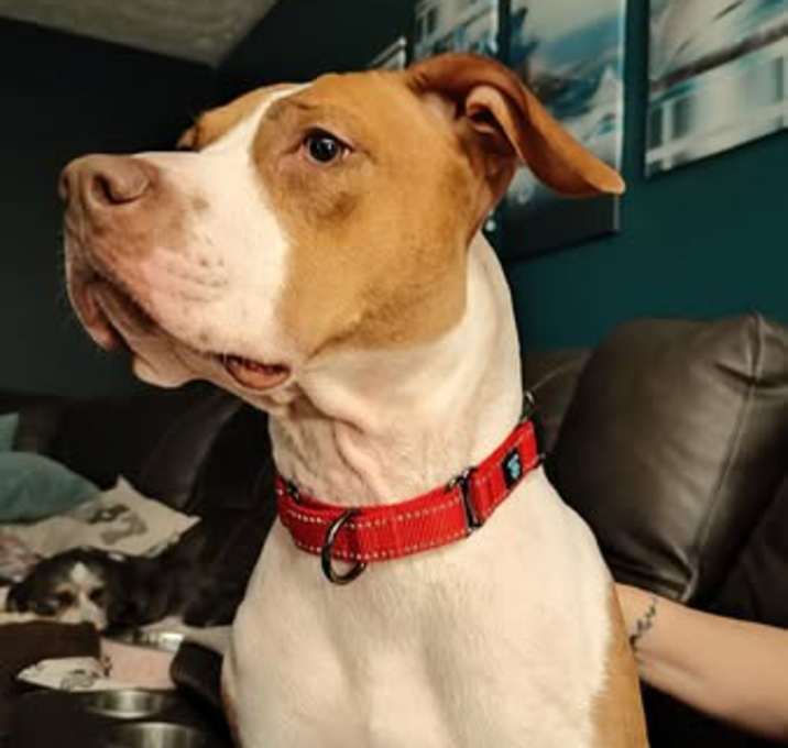 Photo of molly