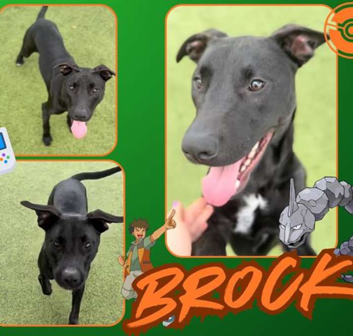 Photo of BROCK