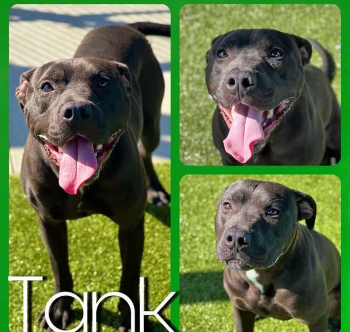 Photo of TANK