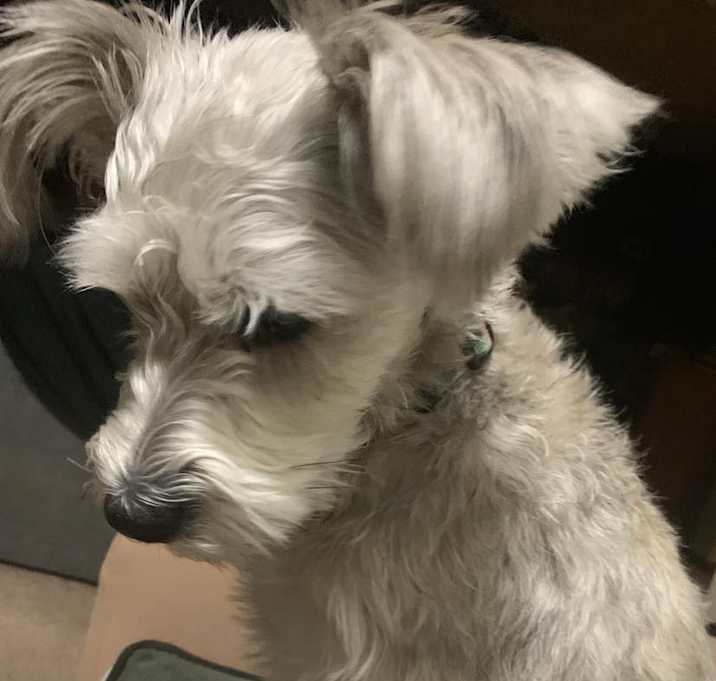 Photo of Lucy