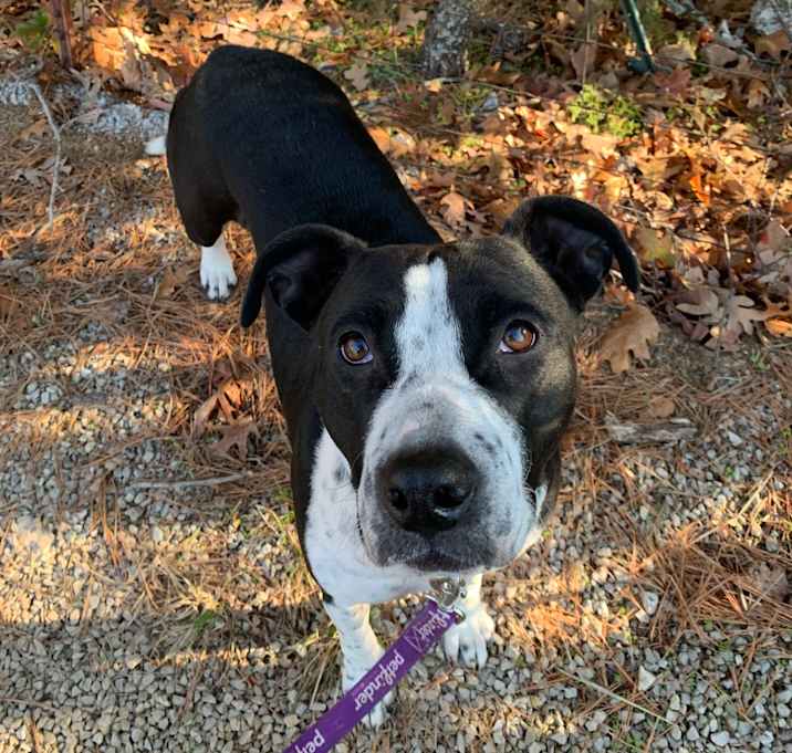 Photo of Daisy