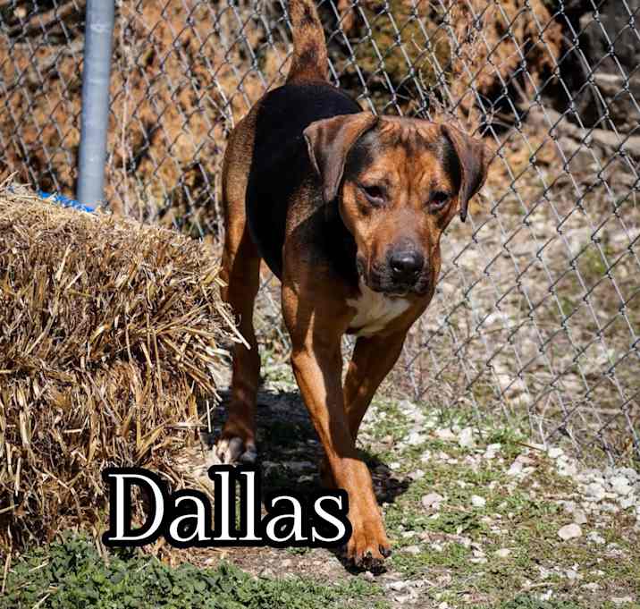 Photo of Dallas