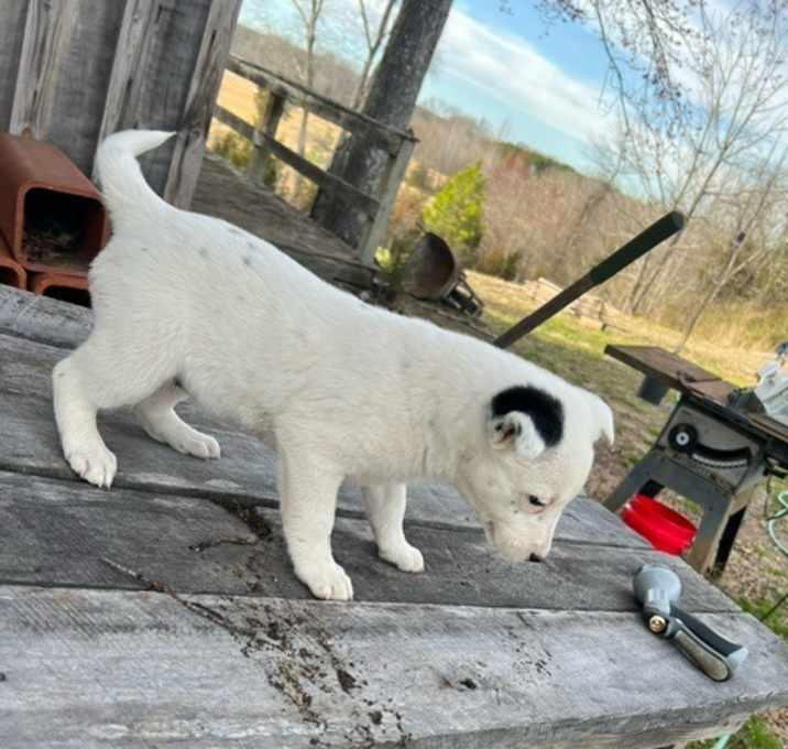 Photo of Lily 