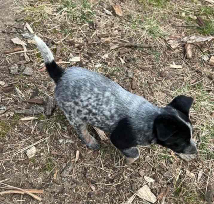 Photo of Bentley