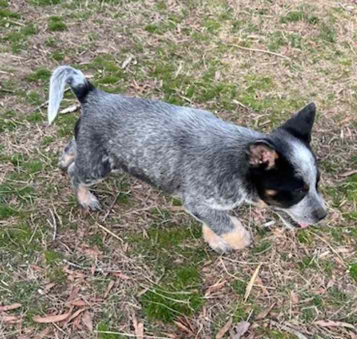 Photo of Blue
