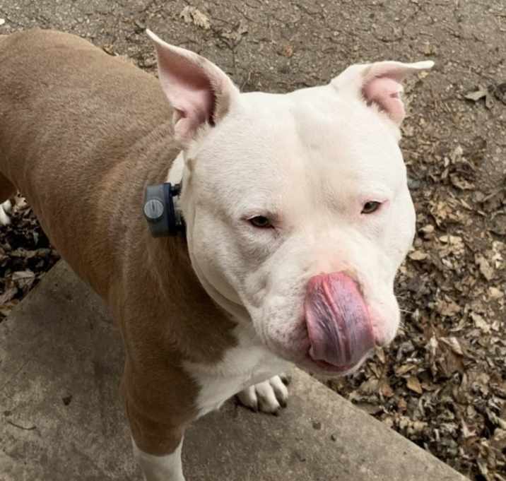 Photo of Ace