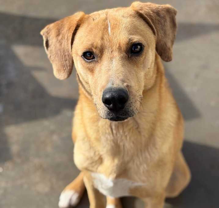 Photo of Roscoe