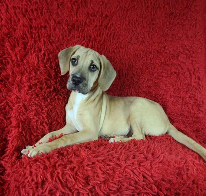 Photo of Cola (Rehoming Fee $200)