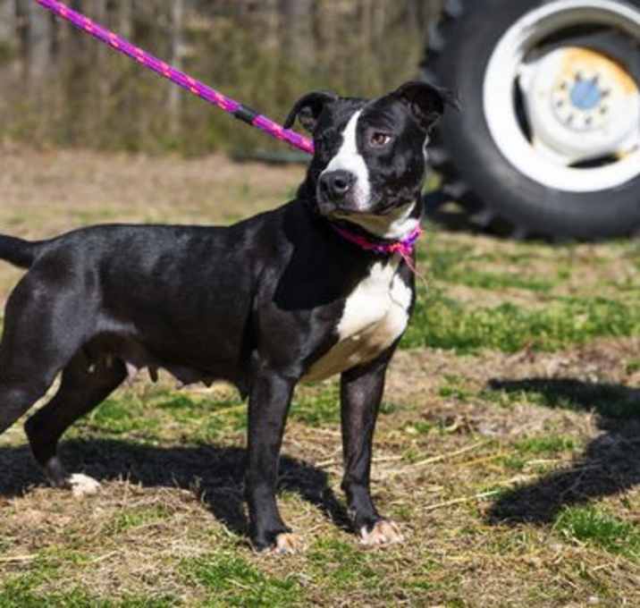 Photo of Dahlia