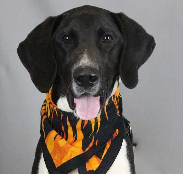Photo of Domino