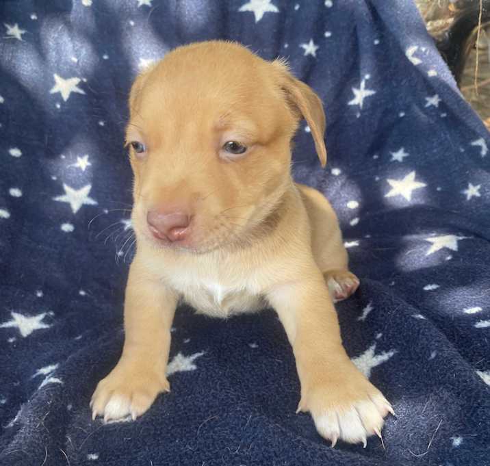 Photo of APOLLO SILVER