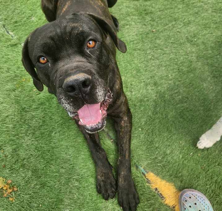 Photo of Goliath