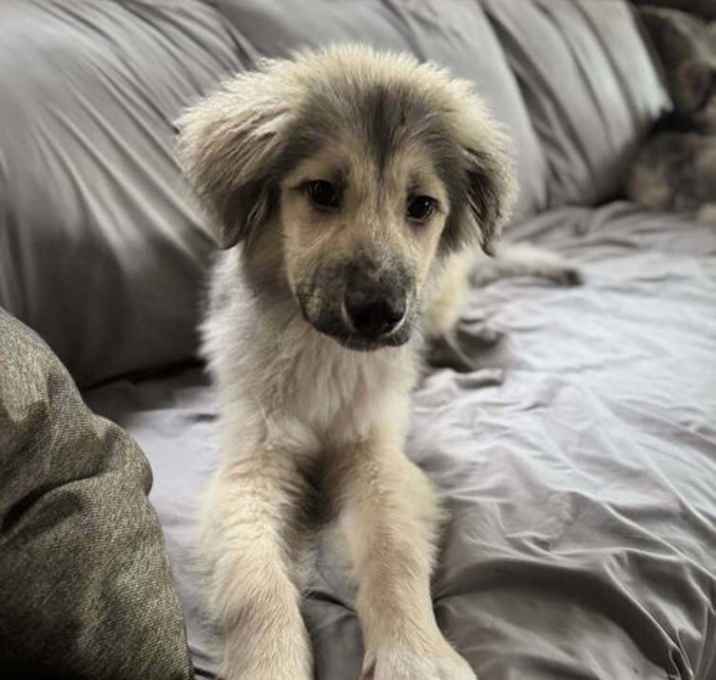 Photo of Bogie (AL)