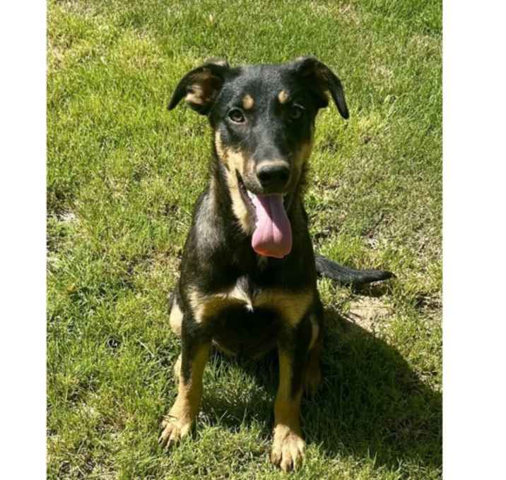 Photo of Sansa - S litter of 3
