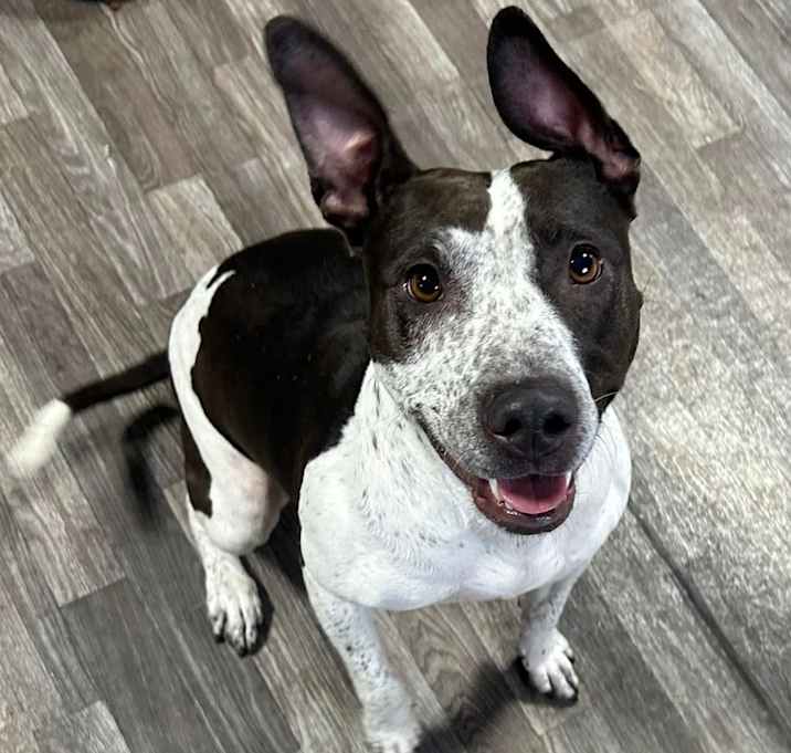 Photo of Miss Pickles