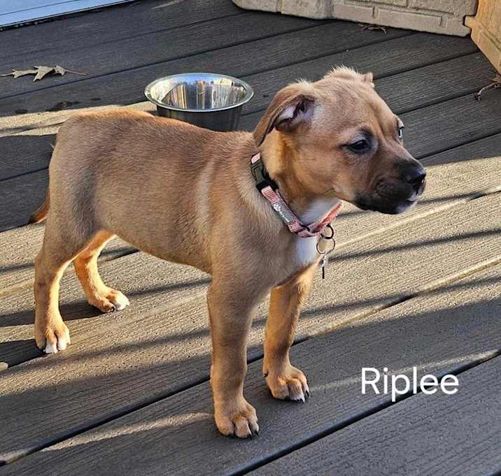Photo of Riplee