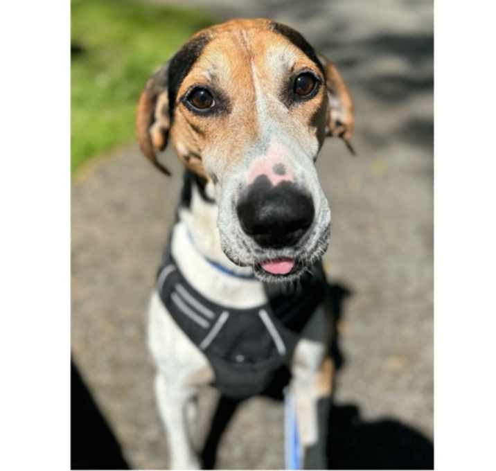 Photo of Huck